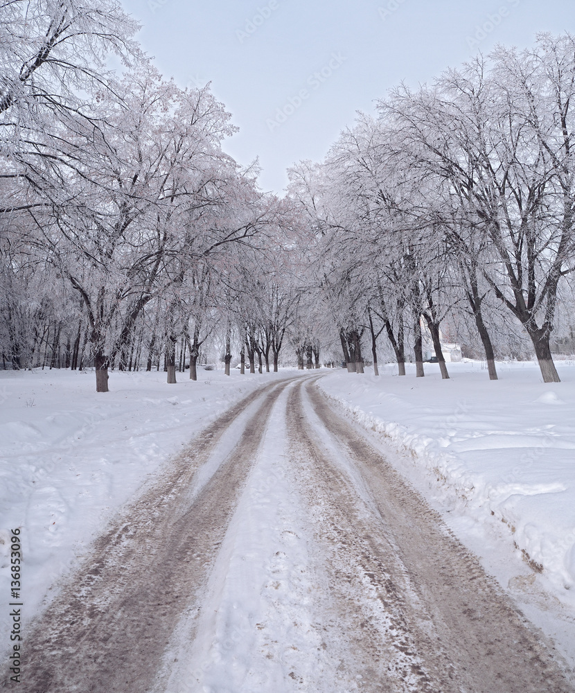 Obraz premium Frozen winter trees near the road