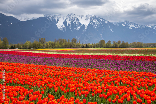 Red and purple tulip flowers surrounded by snow capped mountains