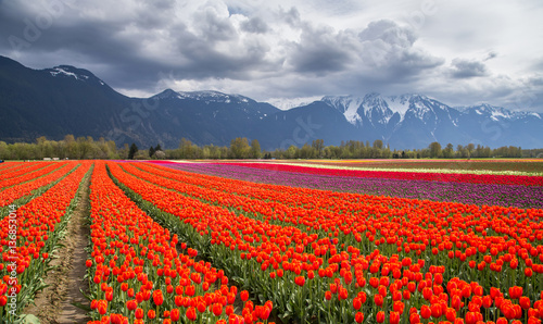 Tulip field in Agassiz British Columbia