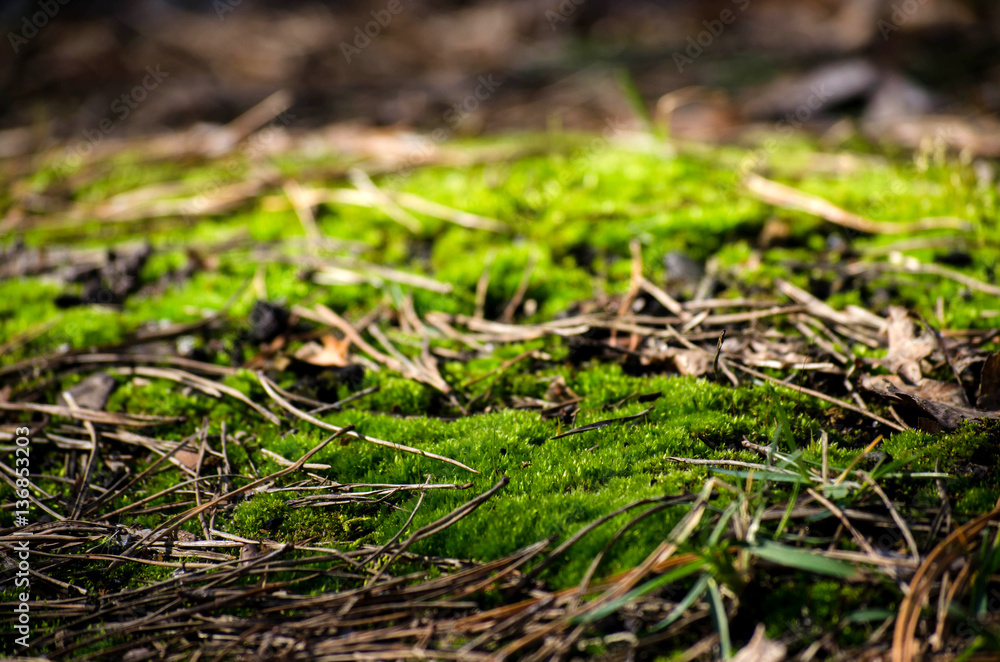 Background of green moss in the woods.