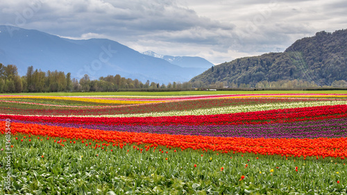 Beautiful scenery with colorful fields of tulips in Agassiz, British Columbia, Canada