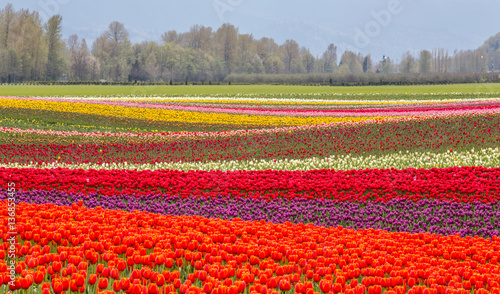colorful fields of tulips in Agassiz, British Columbia, Canada