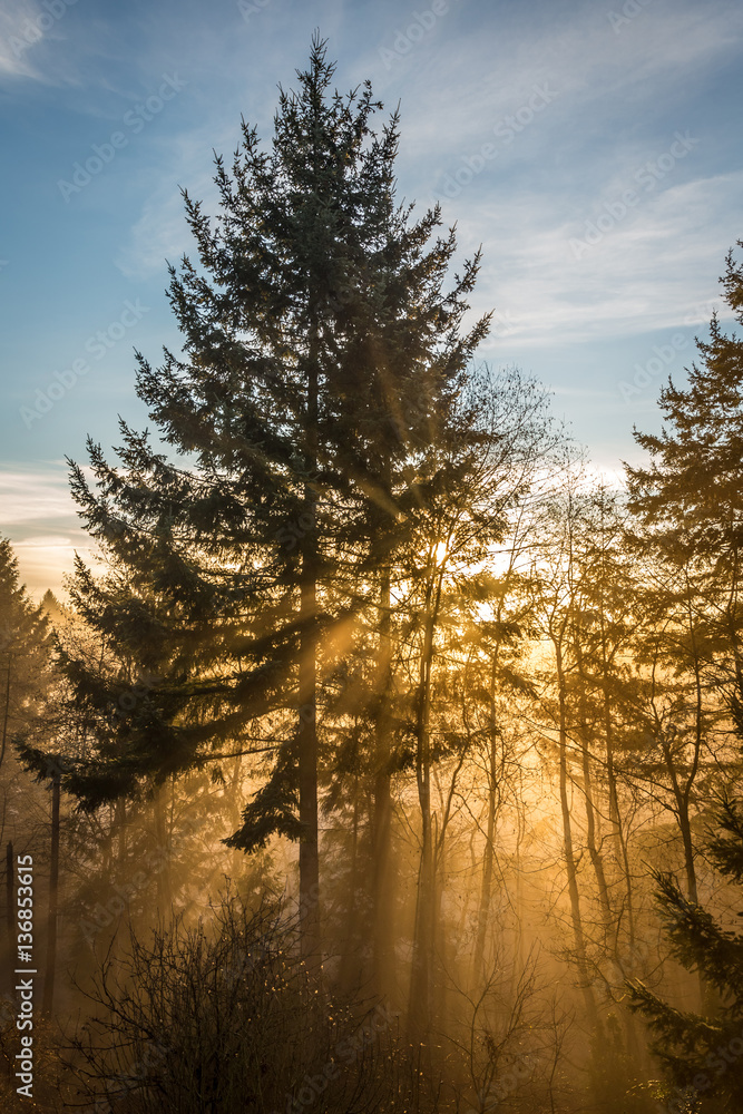 Sun Rays in a Magical Forest with fog and tall trees , Burns bog, Delta , British Columbia, Canada