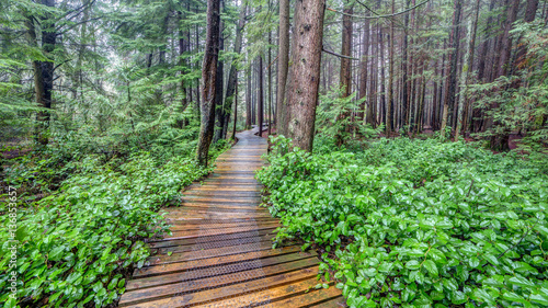 Trail in a Lush and green British Columbia Forest