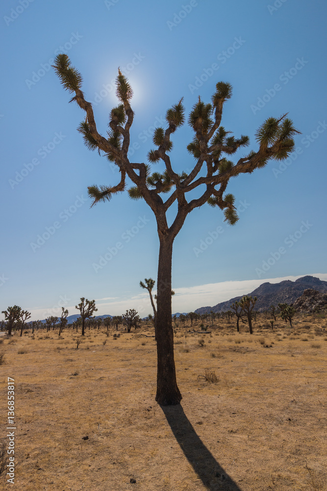 Fototapeta premium Joshua Tree National Park, California USA