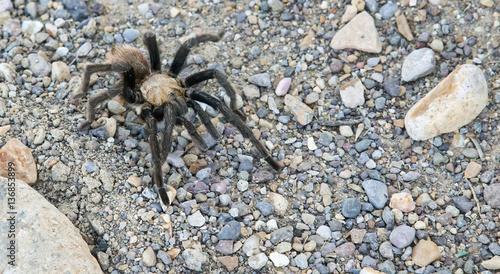 Texas brown tarantula (Aphonopelma hentzi)