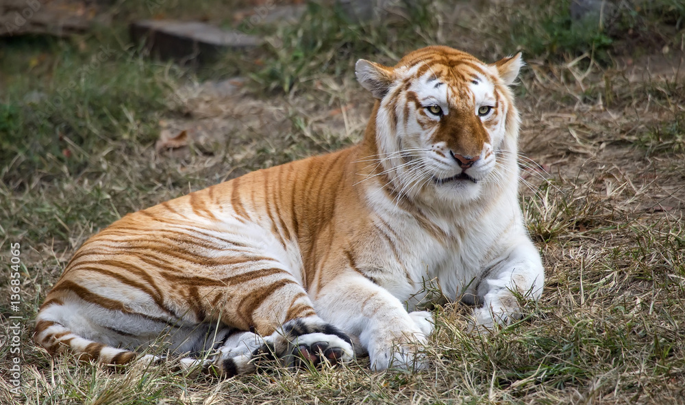 Obraz premium Female butterscotch Bengal tiger (Panthera tigris tigris)