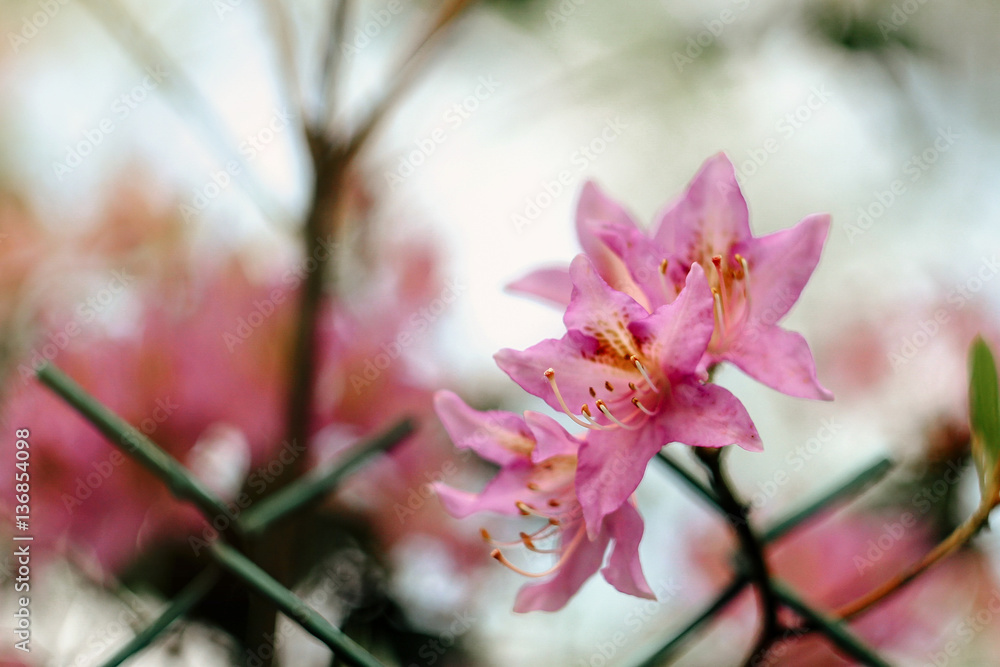 beautiful pink azalea flowers in sunny botanical gardens