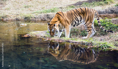 Adult male Bengal tiger (Panthera tigris tigris)