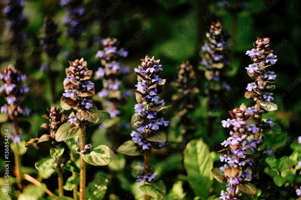 beautiful plants with purple flowers in sunlight in botanical ga beautiful plants with purple flowers in sunlight in botanical ga