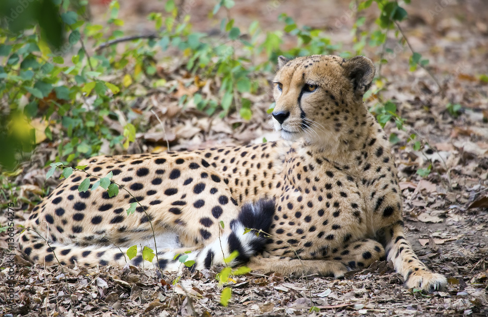 Fototapeta premium Cheetah (Acinonyx jubatus)