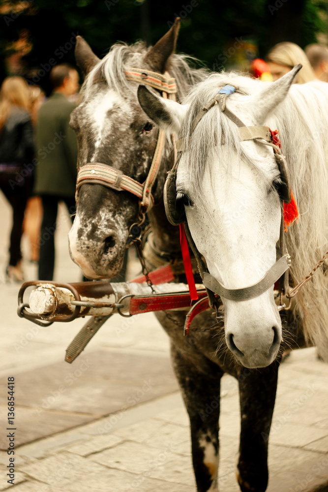 two horse heads harness for sightseeing in european city for tou two horse heads harness for sightseeing in european city for tou