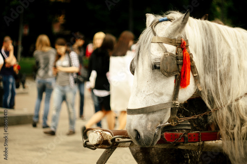 two horse heads harness for sightseeing in european city for tou