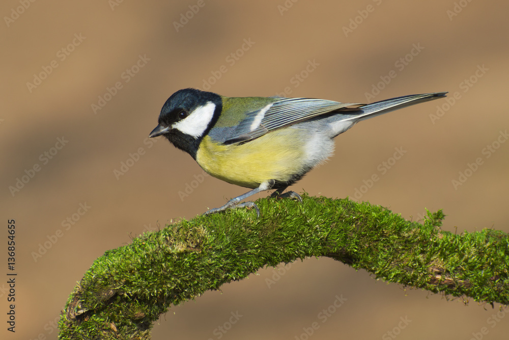 Obraz premium Great tit (Parus major) bird standing on a sprig covered of green moss 