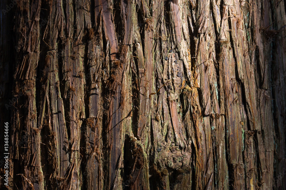 Obraz premium 杉皮