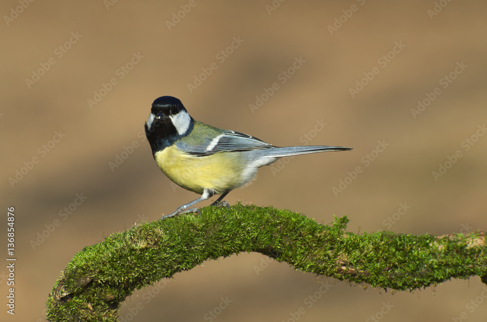 Naklejka premium Great tit (Parus major) bird standing on a sprig covered of green moss 