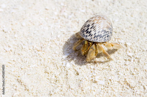 Hermit Crab, Soldier Crab, Diogenes-crab at white sand