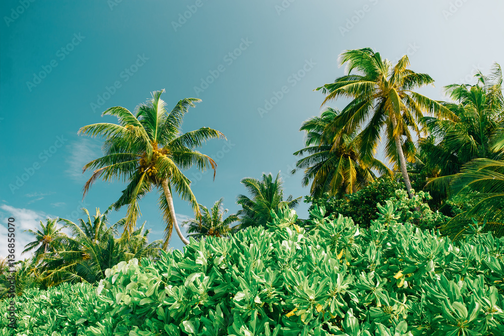Naklejka premium Palm tree at blue sky with clouds at daytime