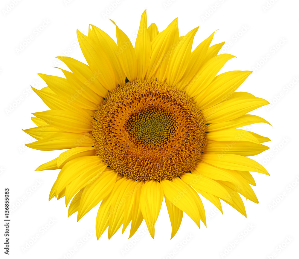 Flower of sunflower isolated on a white background. Flower of sunflower isolated on a white background.