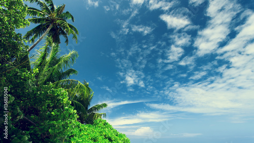 Palm tree at blue sky with clouds at daytime