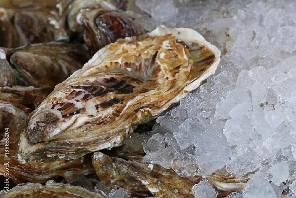 Fresh big raw oysters on ice Fresh big raw oysters on ice