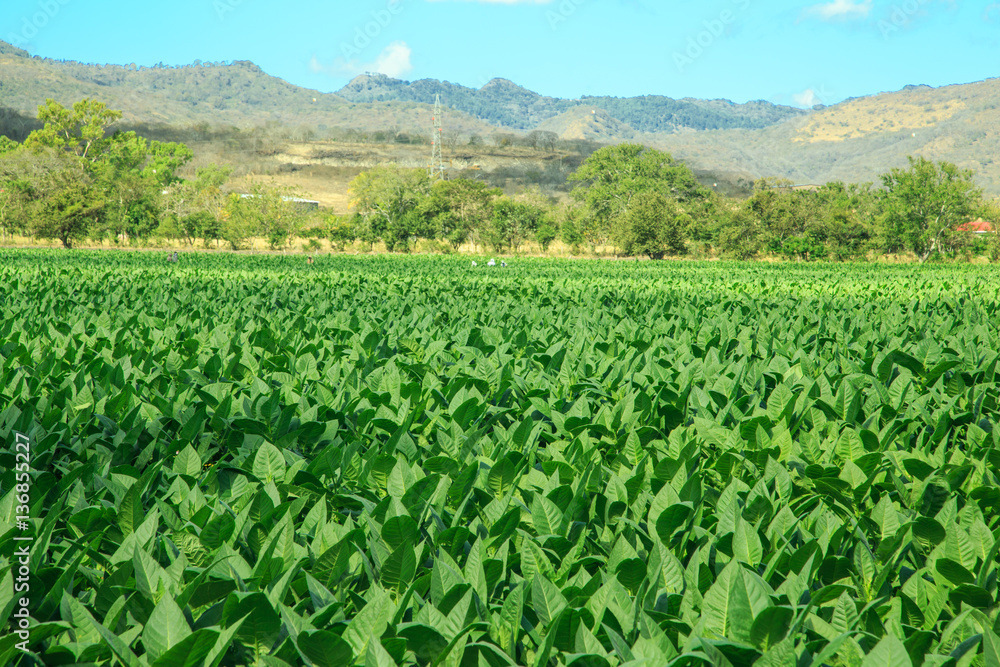 tobacco plantation