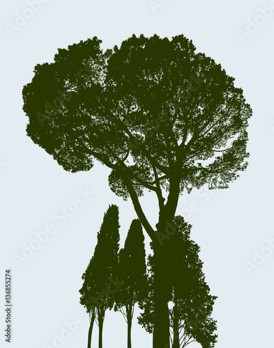 silhouette of a pine and the cypresses