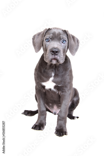 Cane corso puppy on a white background