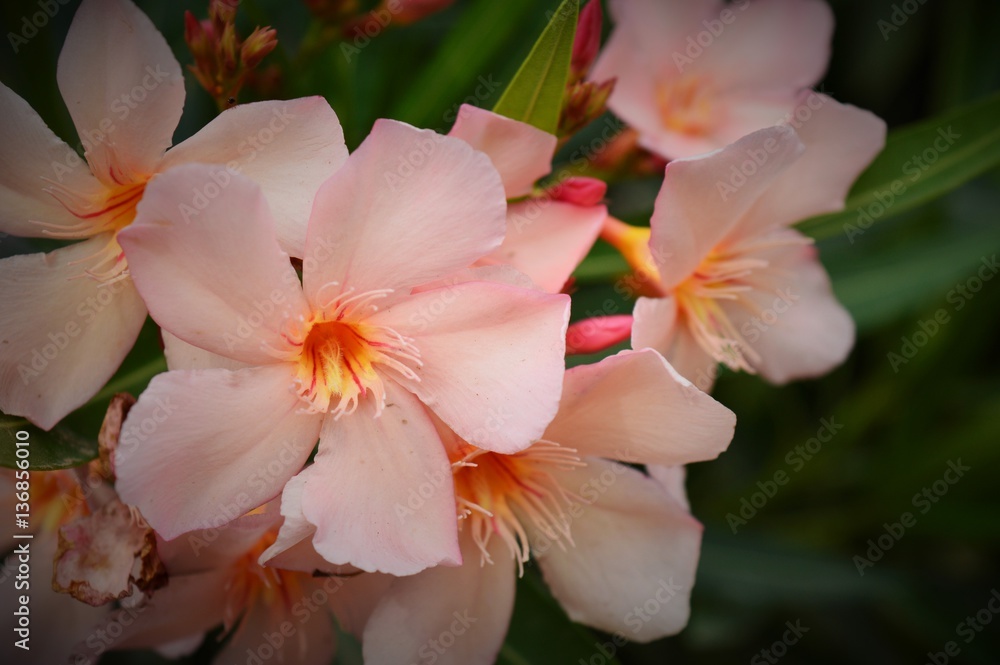 Fototapeta premium rosado de la naturaleza