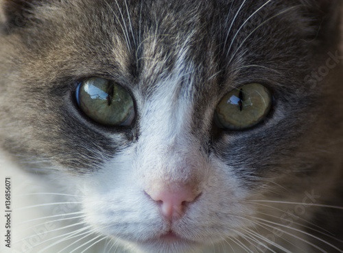 Severe look of a domestic cat on the photographer © Sannikov Dmitriy