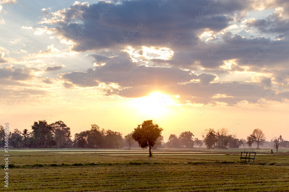 Fototapeta premium Lonely tree at the empty field with sunrise