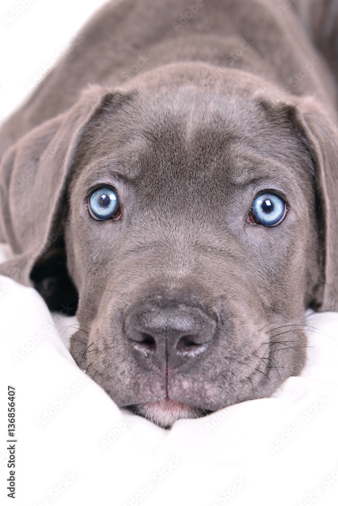 Fototapeta premium Cane corso puppy on a white background