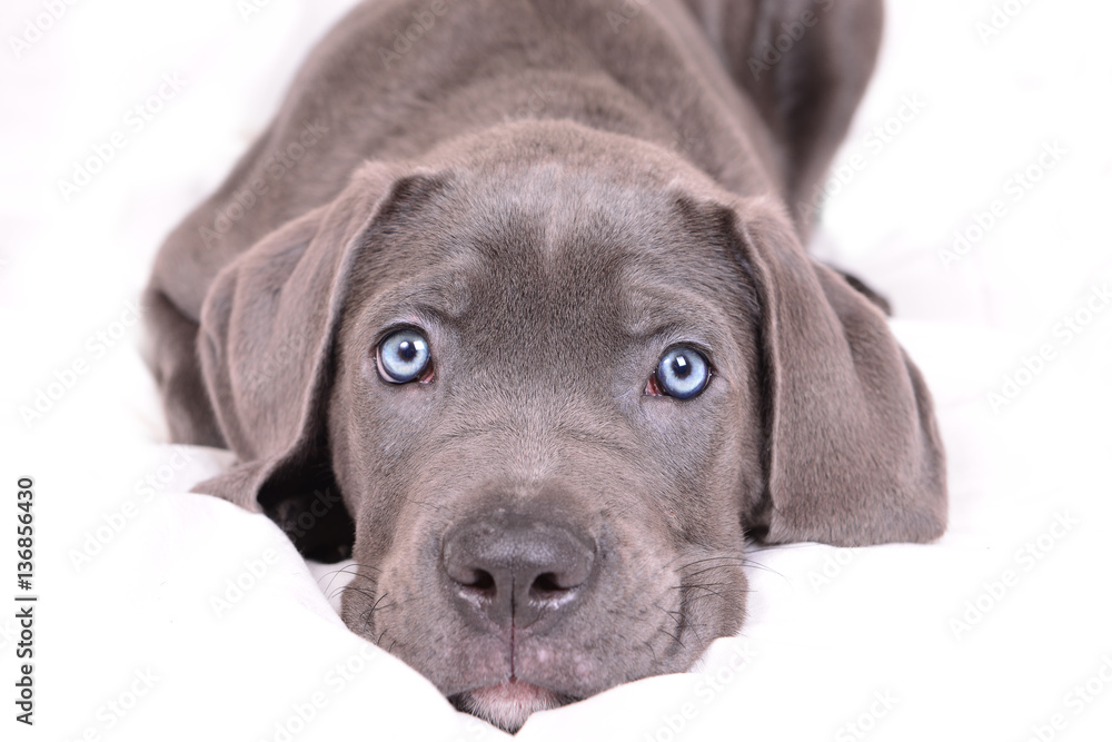 Cane corso puppy on a white background