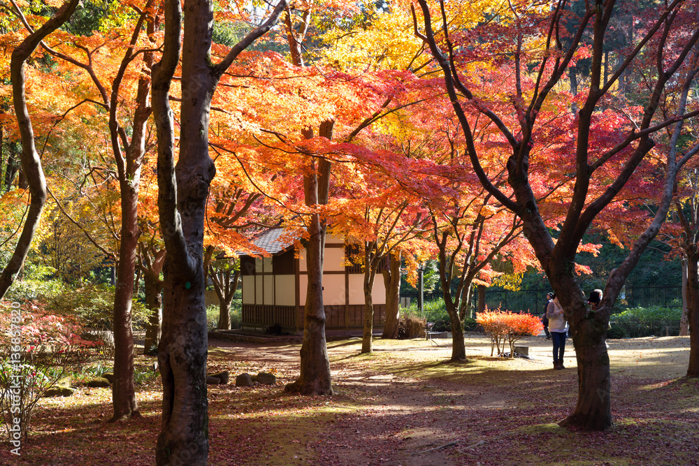 Naklejka premium 紅葉