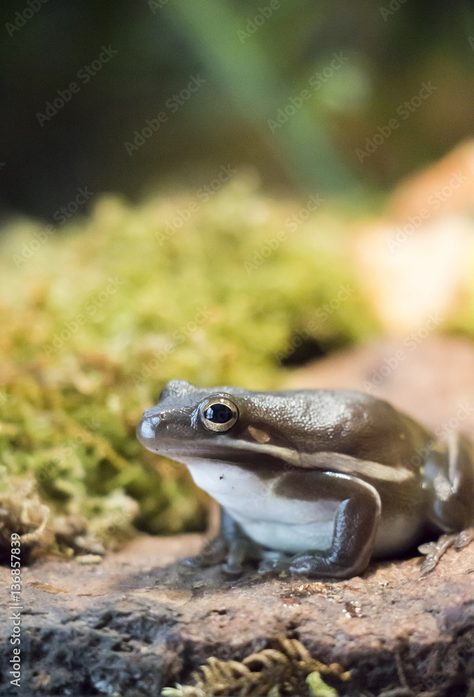 Fototapeta premium Green Tree Frog sitting on a rock