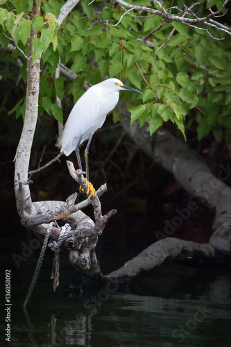 Fotografie Snowy Egret on Branch