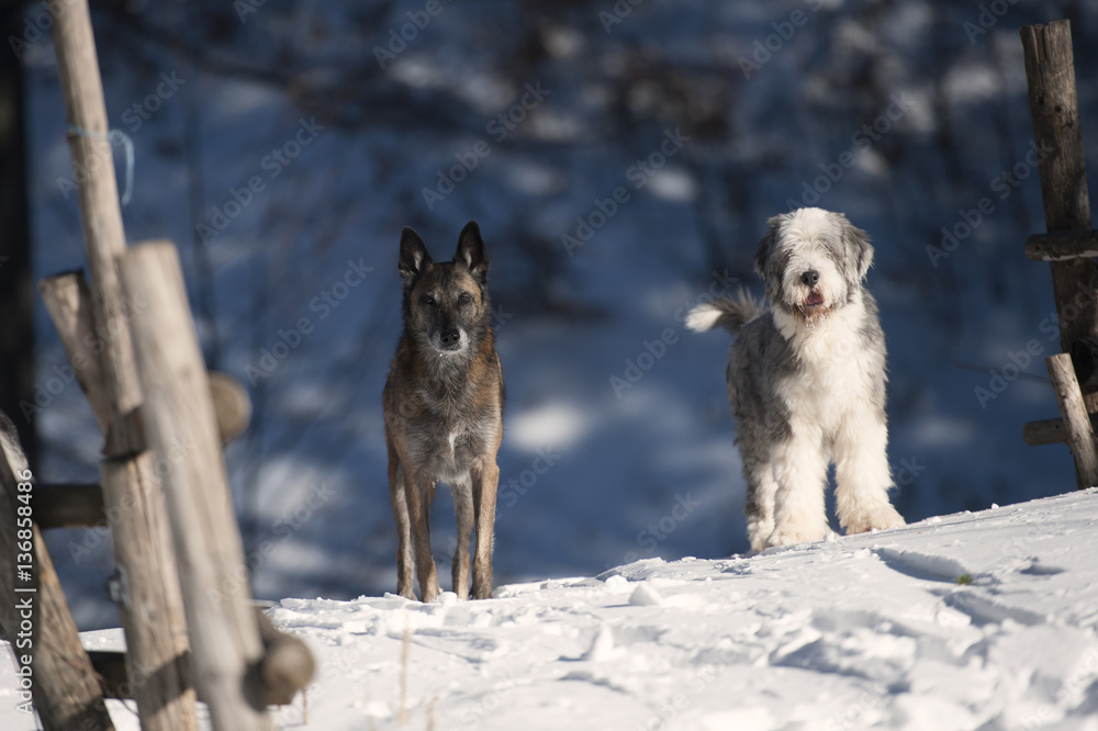 Naklejka premium Two dogs