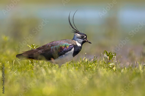 Northern lapwing walking through grass of wetland habitat