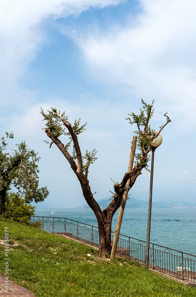 Obraz premium Ancient olive tree on lake Garda