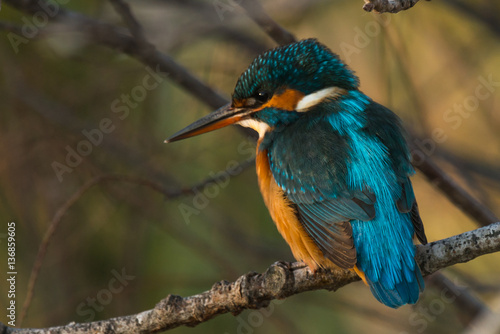 kingfisher in tree - Alcedo atthis