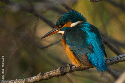 kingfisher in tree - Alcedo atthis