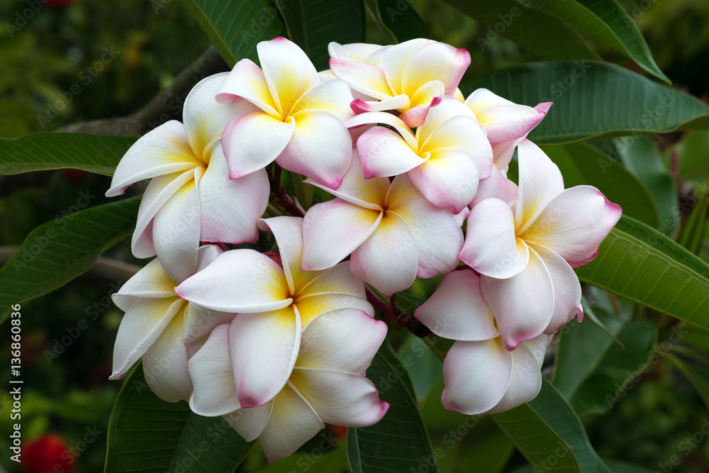 Plumeria flowers on the island of Maui, hawaii Plumeria flowers on the island of Maui, hawaii