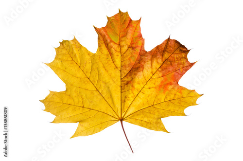 Maple leaf on the white