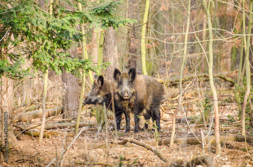 Two wild boars in a park