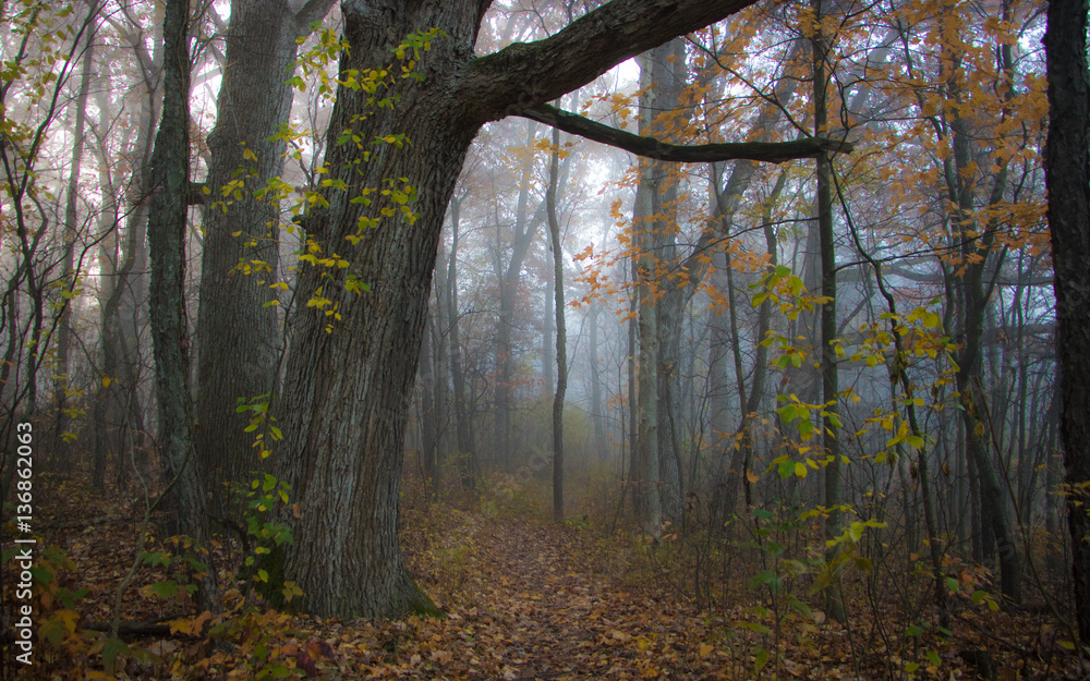 Path in a foggy forest