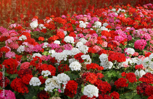 Flowerbed with colorful flowers of geraniums in sun rays. Floral background, selective focus, toning and effects.