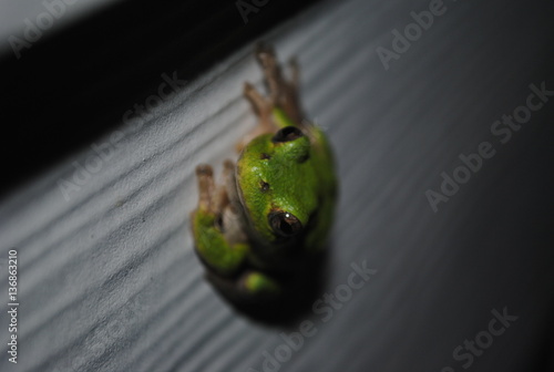 Tree Frog