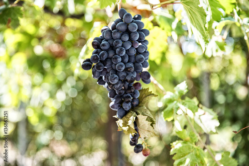 Grapes on the vine