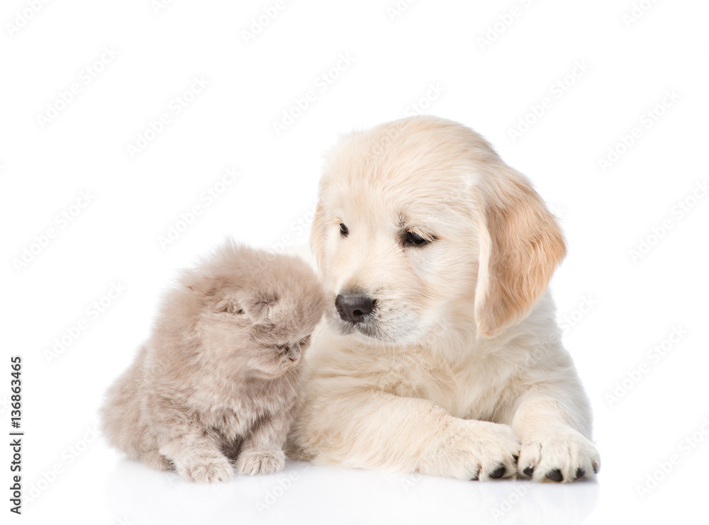 golden retriever puppy sniffing a scottish kitten. isolated on white golden retriever puppy sniffing a scottish kitten. isolated on white