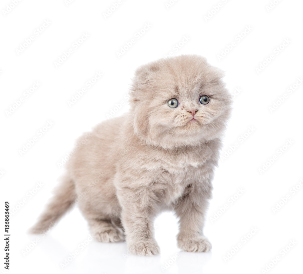 Cute gray scottish kitten. isolated on white background